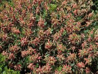 Euphorbia dendroides 1, Saxifraga-Piet Zomerdijk